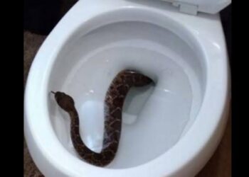 Trending Video Of Nigerian Lady Who Died Of SnakeBites Inside Toilet