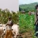 Farmers, Fulani Herdsmen Engage In Bloody Clash In Kwara