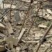 BREAKING: Storey Building Under Construction Collapses In Lagos, Many Trapped