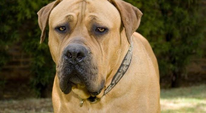 Real Reason Why I With A Dog For N1.5M At Lekki — Lagos Girl