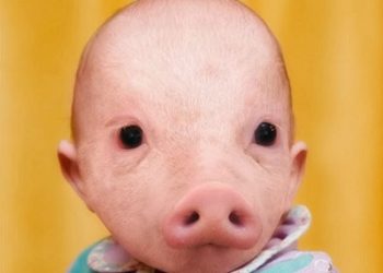 Pig Allegedly Impregnates Woman In Texas