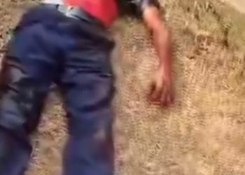 Lion Kills OAU Staff On Campus