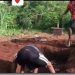 Nigerian Man, Young C Exhumed From Grave After Completing 24-Hour Buried Alive Challenge